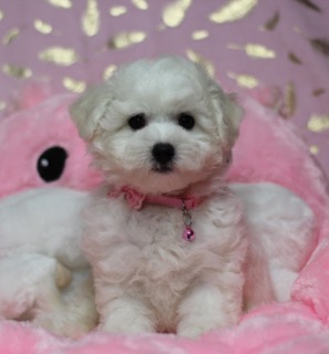 pride -avorite-pitomnik-amerikanskoj-akiti-kupit-shhenka