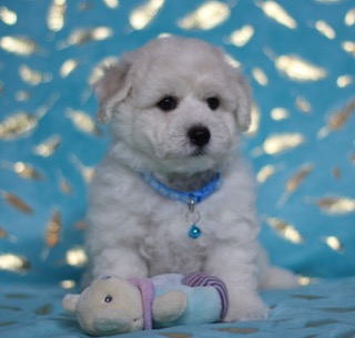 pride -avorite-pitomnik-amerikanskoj-akiti-prodaga-shhenkov