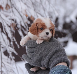 severnauya-luna-pitomnik-kli-kaya-oblavlenie-o-prodage-shhenka-4