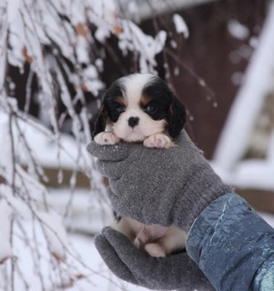 severnauya-luna-pitomnik-kli-kaya-oblavlenie-o-prodage-shhenka.-2