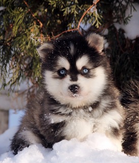 severnauya-luna-pitomnik-kli-kaya-prodaga-sobaki