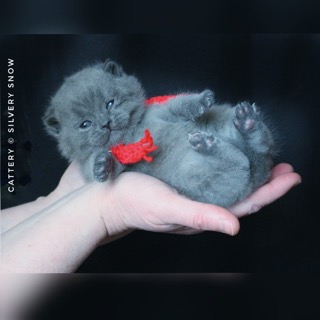 snow-pitomnik-koshek-prodaga-kotenka