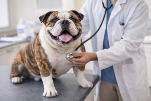 Староанглийский бульдог болезни лечение staroanglijskij-buldog-bolezni