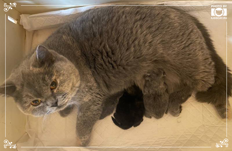 style-of-provence-pitomnik-britanskih-koshek-prodaga-kotjat