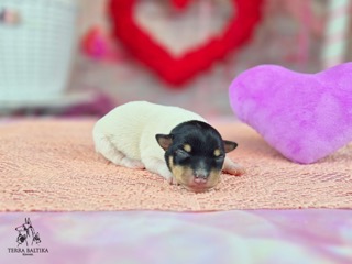 terra-baltika-pitomniktoi-foksterov-prodaga-shhenka