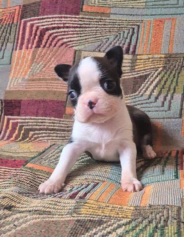 tochno-v-cel-pitomnik-boston-tererov-kupit-shhenka