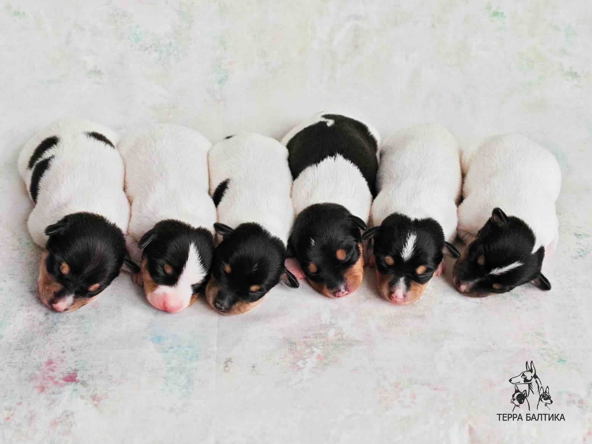 toy-foxterier-kupit-shchenka