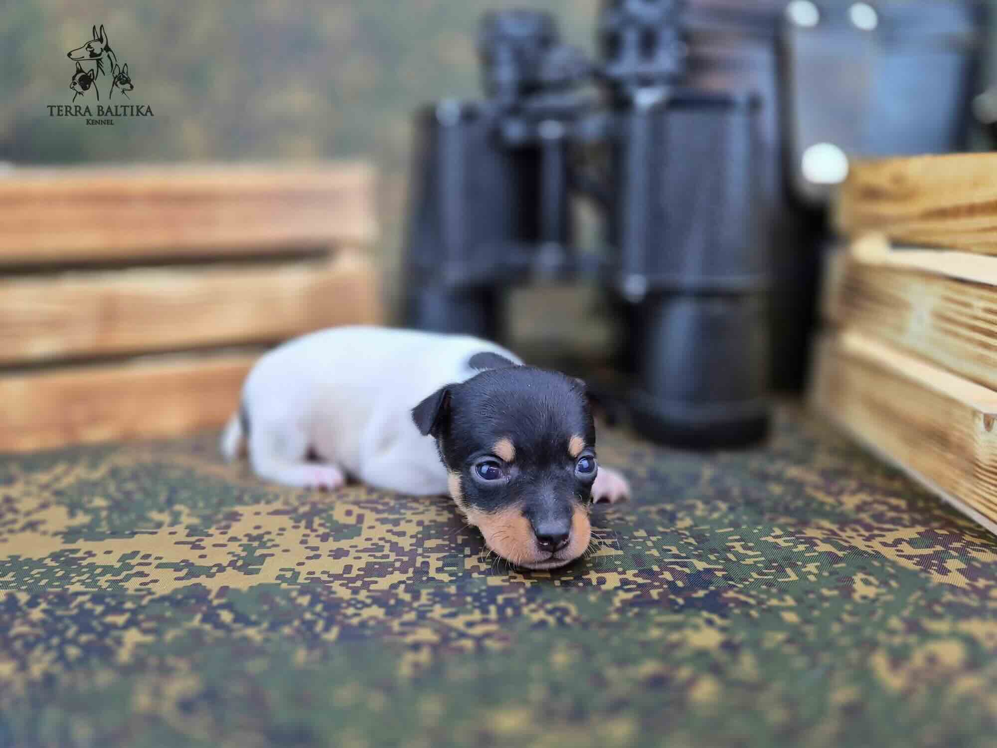 toy-foxterrier-kupit-shchenka