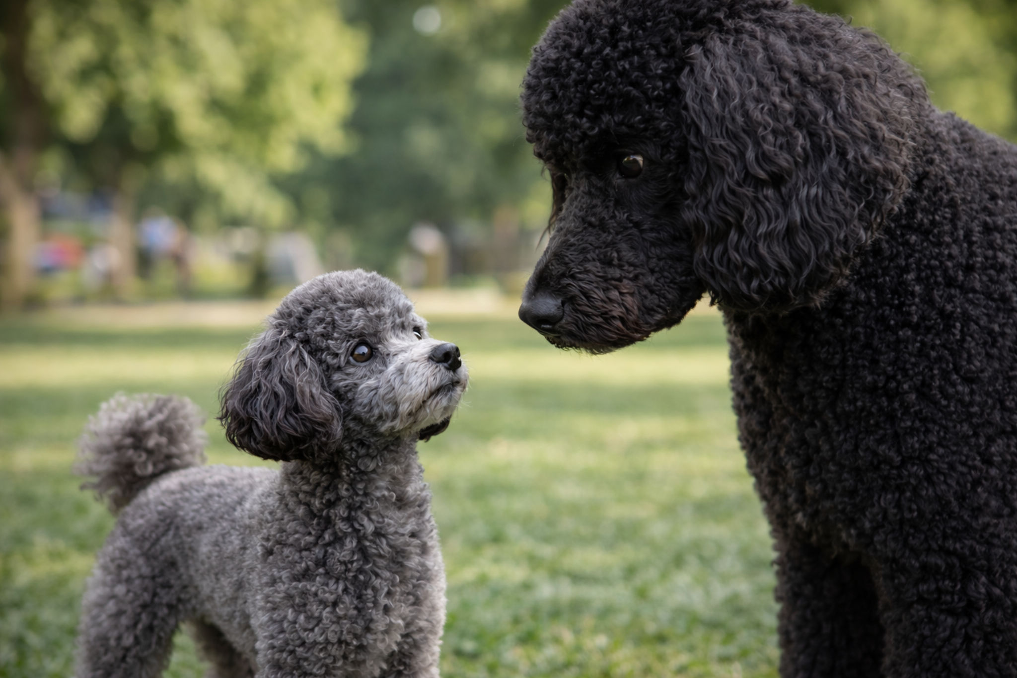toy-pudel-vs-bolshoy-pudel-mem-foto