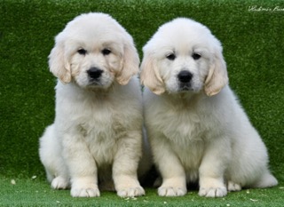 tramin-pitomnik-zolotistih-retriverov-prodaga-shhenka-1