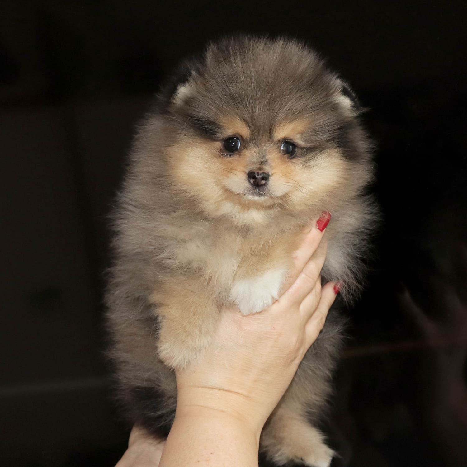 valentra-star-pitomnik-chihuahua-prodaga-shhenkov-1