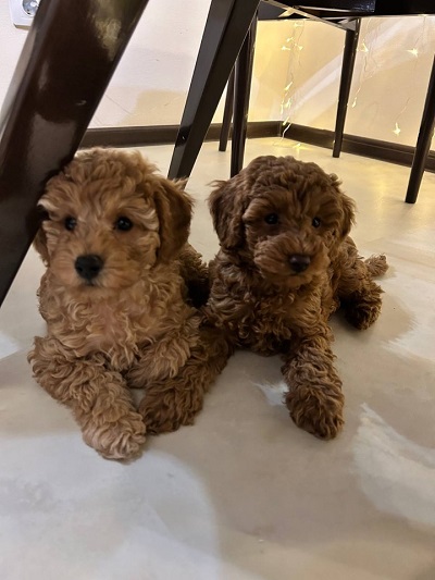 velikolepnij-pudel-pitomnik-pudelej-kupit-shhenkov