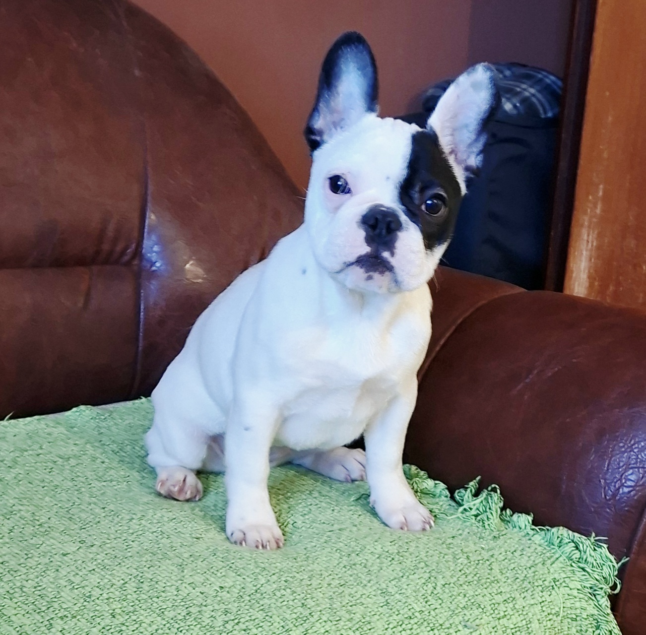 viber_image_2026-01-29_20-17-14-267