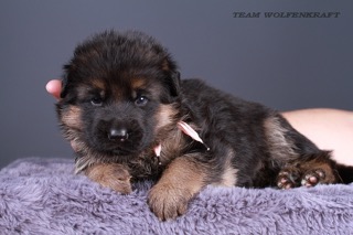 wolfenkrat-pitomnik-ovcharok-prodaga-sobak-2