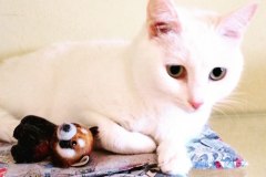 zoogostinica-cotchips-rjadom