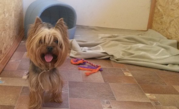 zoogostinica-doghotel-rjadom