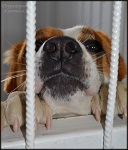 zoogostinica-territoriyazhivotnikh-cena-1