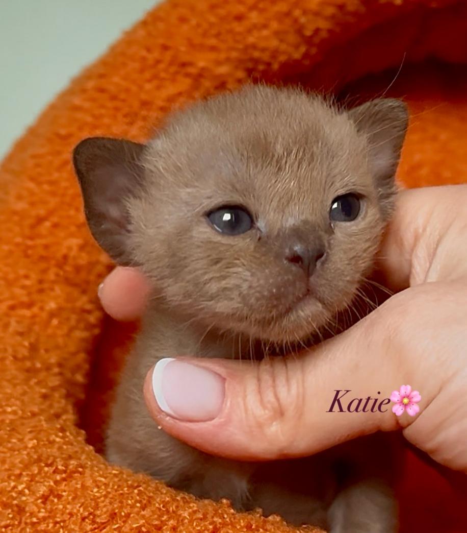 zvezda-dimario-pitomnik-evropejskoj-burmi-prodaga-kota-1