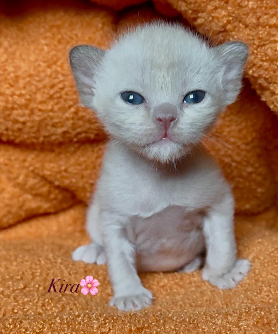 zvezda-dimario-pitomnik-evropejskoj-burmi-prodaga-kota