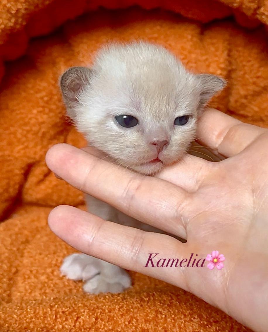 zvezda-dimario-pitomnik-evropejskoj-burmi-prodaga-kotenka