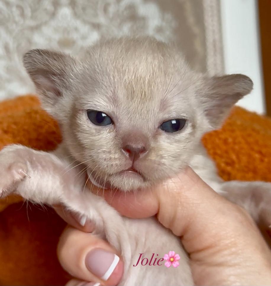 zvezda-dimario-pitomnik-evropejskoj-burmi-prodaga-kotjat