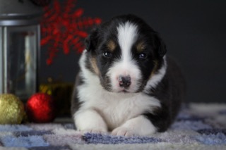 zvezdnoe-grafstvo-pitomnik-papijonov-prodaga-shhenka-2