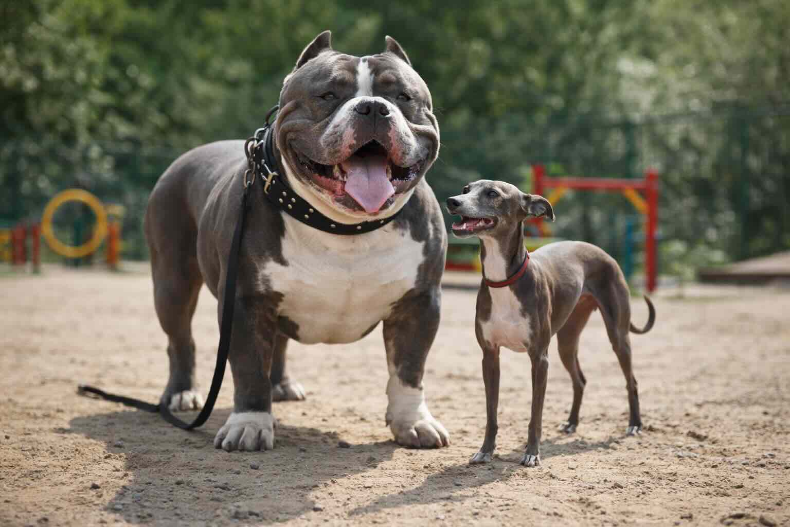 american-bully-xl-i-levretka-sravnenie-razmera-sobak-na-ploshchadke-dlya-vygula.jpg