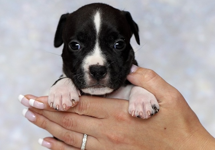 amerikanskij-staffordshirskij-terer-prodazha-shchenka