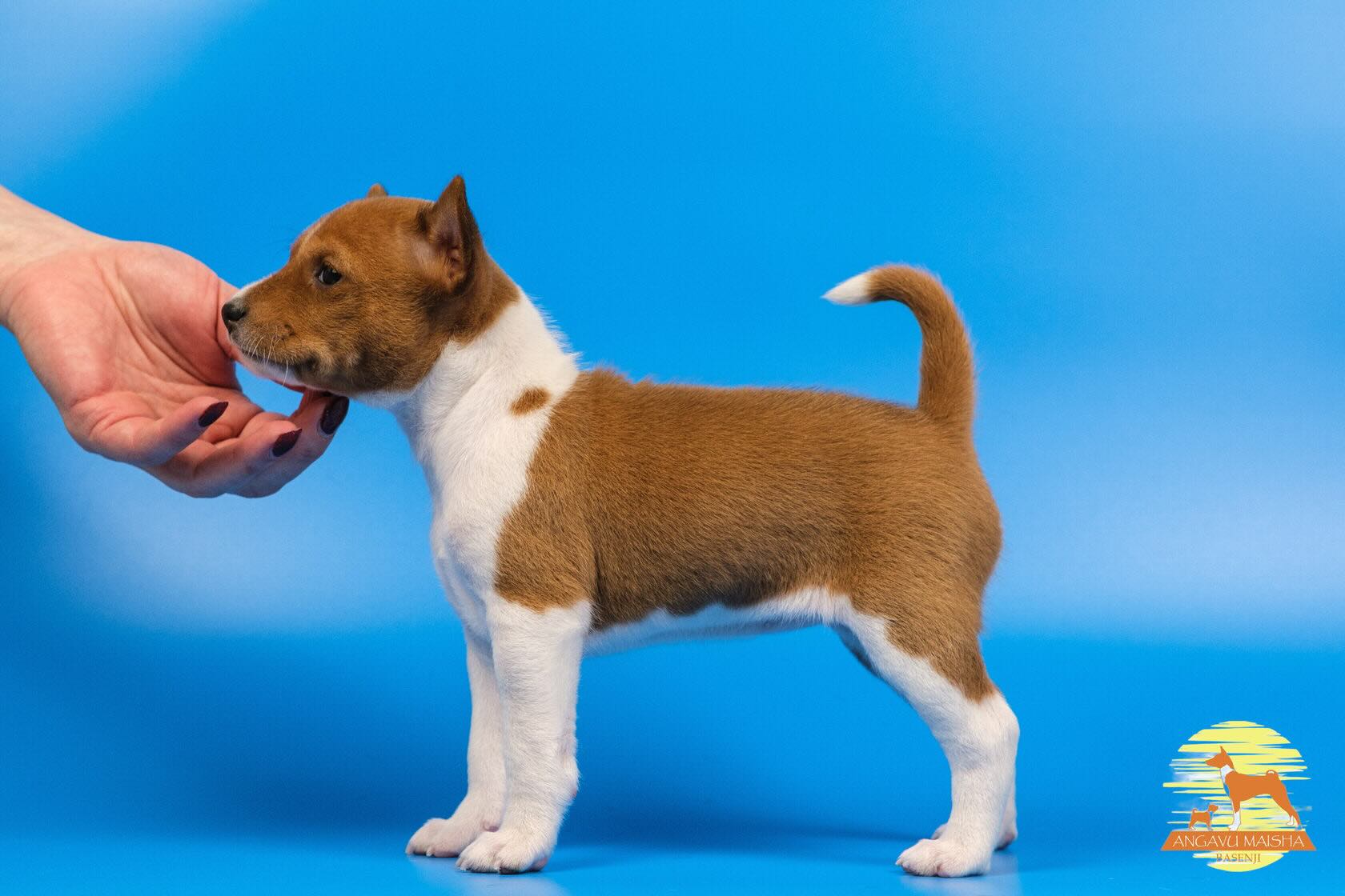 basenji-buy-puppy-from-kennel