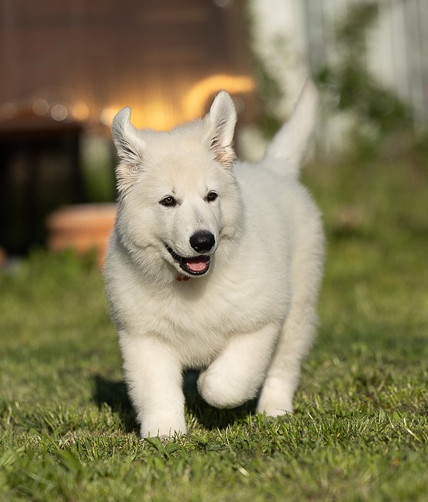 belaja-shveicarskaja-ovcharka-buy-puppy