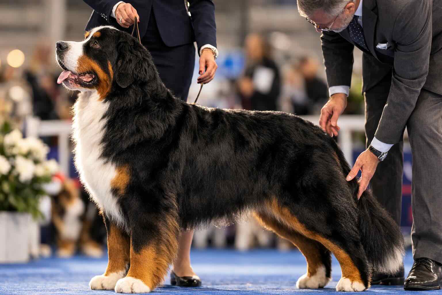 bernskij-zennenhund-standart-fci-1