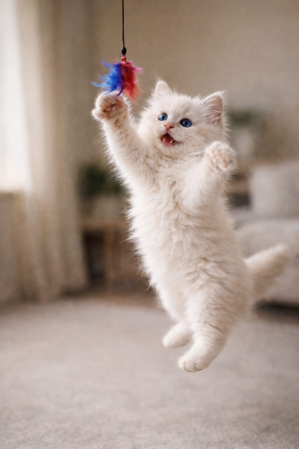 birmanskiy-kotenok-s-golubymi-glazami