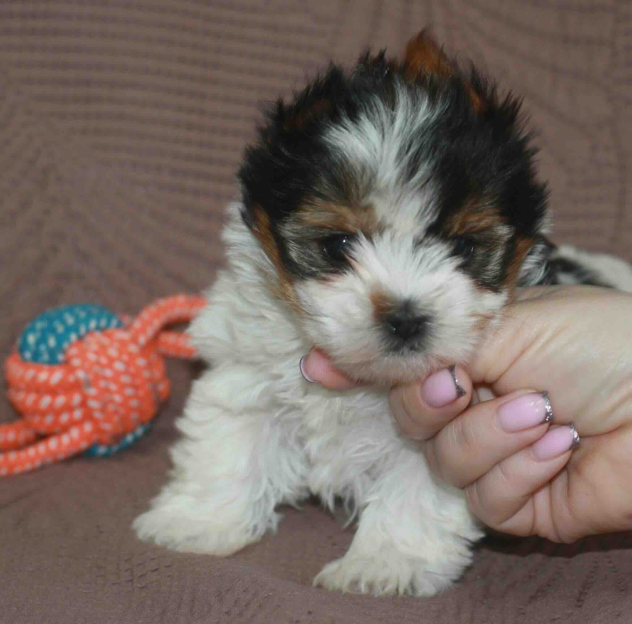 biver-jorkshirdkij-terrier-buy-puppy-from-kennel