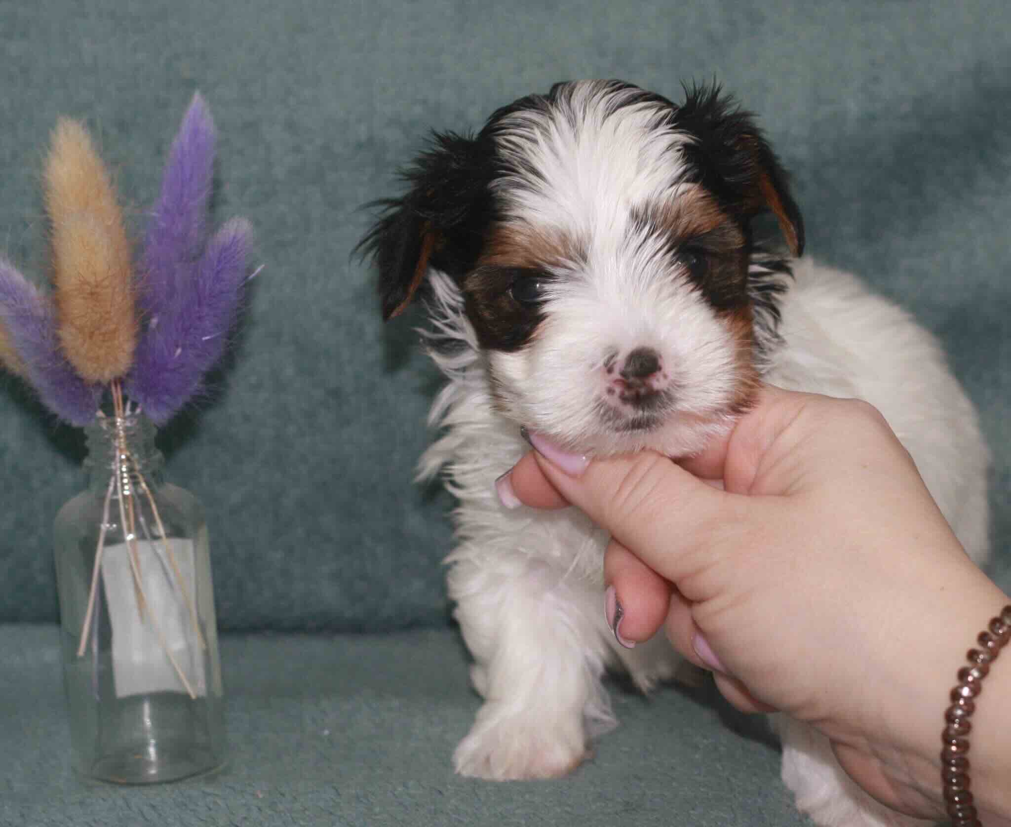 biver-jorkshirdkij-terrier-buy-puppy-from-kennel