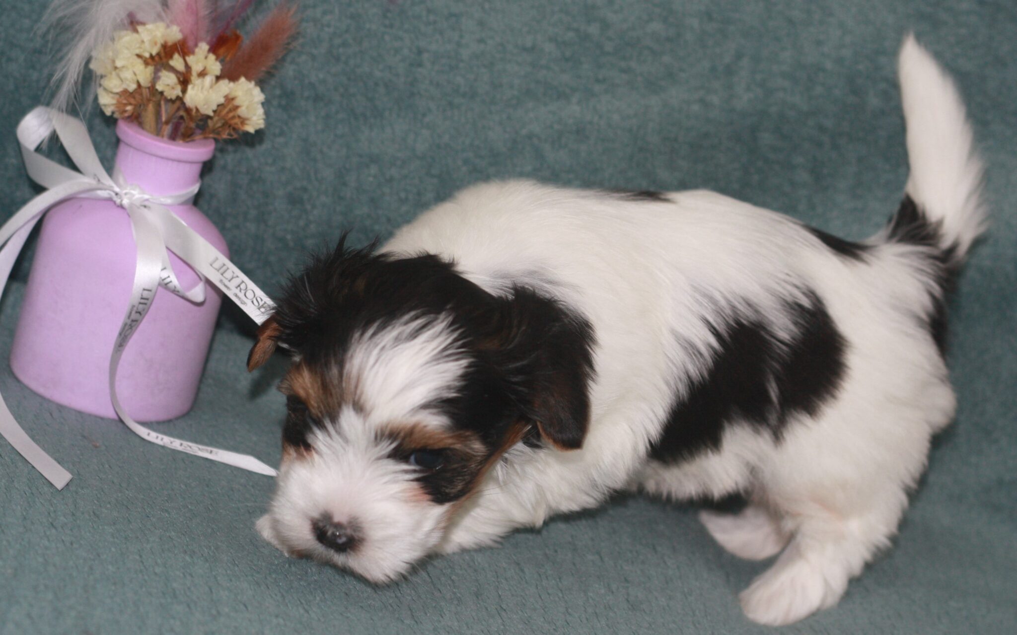 biver-jorkshirdkij-terrier-kupit-shchenka