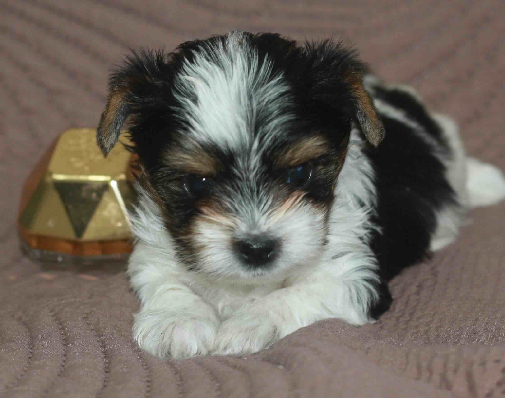 biver-jorkshirdkij-terrier-prodazha-shchenka