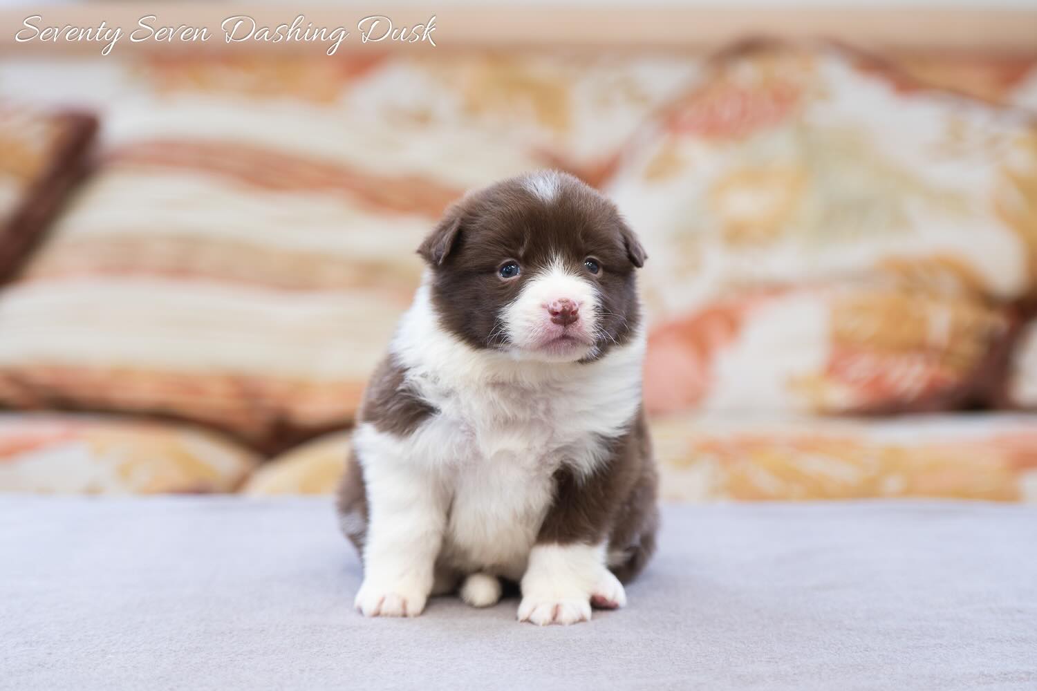 border-kolli-buy-puppy-from-kennel