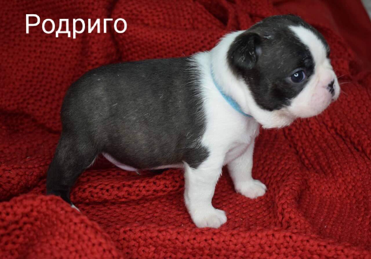 boston-terrier-kupit-shchenka