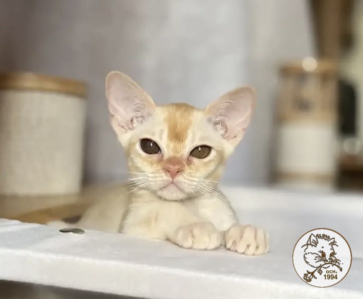 burmanskaja-koshka-buy-cat-from-kennel