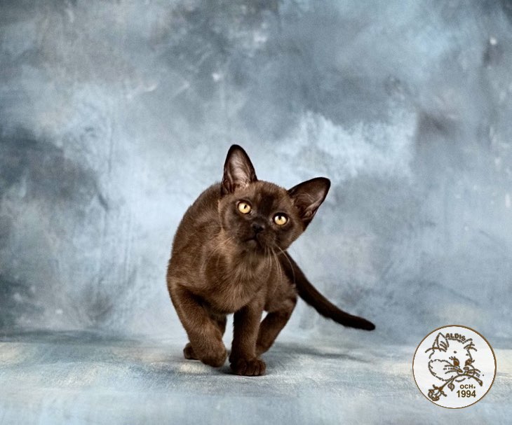 burmanskaja-koshka-buy-cat