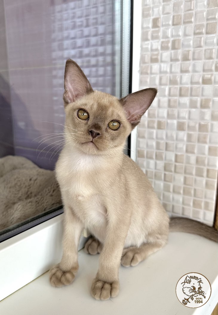 burmanskaja-koshka-buy-kitten