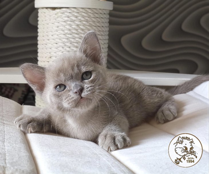 burmanskaja-koshka-kupit-kotenka