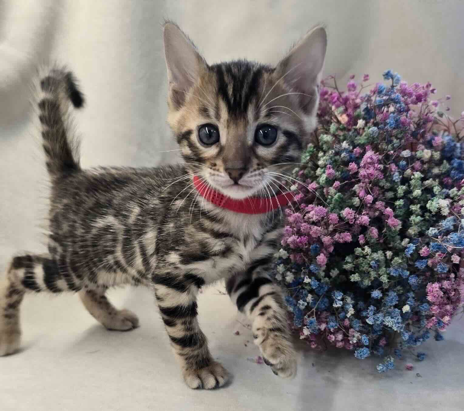 buy-kitten-bengalskoi-koshki-from-cattery