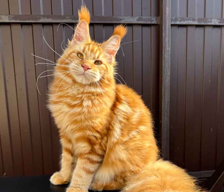 cats-kennel-unicumcat-main-coon-buy-kitten