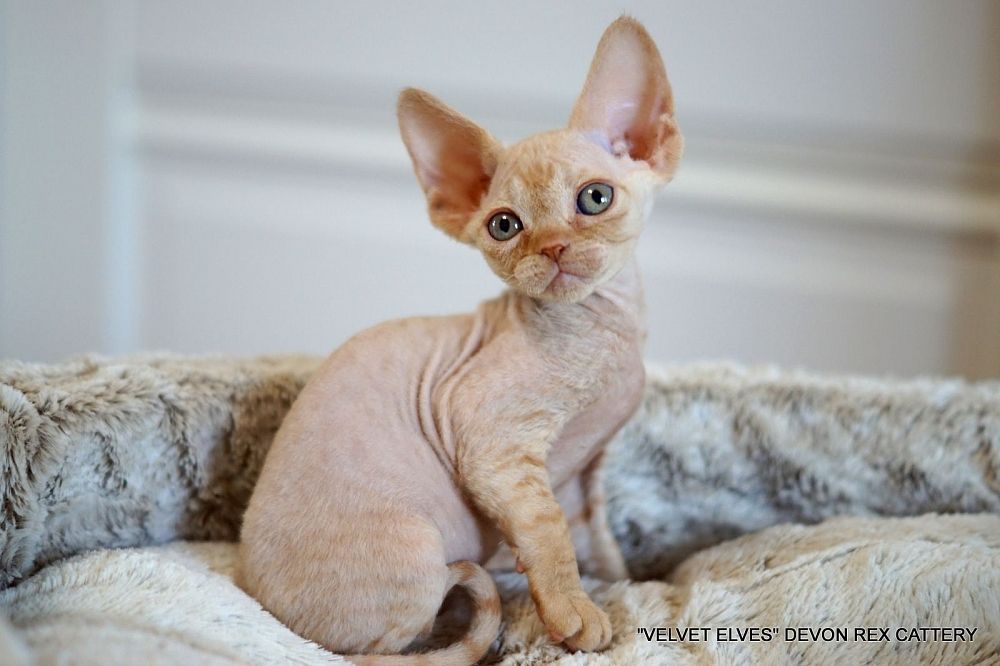 devon-rex-buy-cat-from-kennel