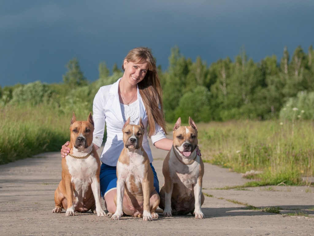 dogs-kennel-GaidJewels-amerikanskij-staffordshirskij-terer-buy-puppu