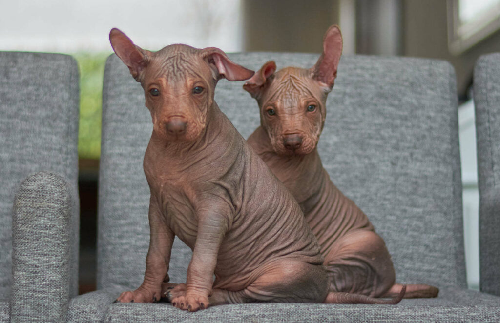 dogs-kennel-MXRedShadow-xsoloitckuintli-buy-puppy