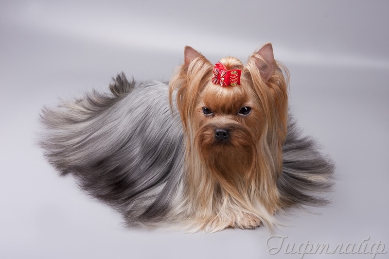 dogs-kennel-giftlife-iorkshirskii-terer-buy-puppy