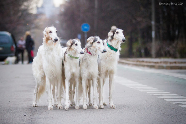 dogs-kennel-severnaja-ohota-russkaya-psovaya-borzaya-shchenki