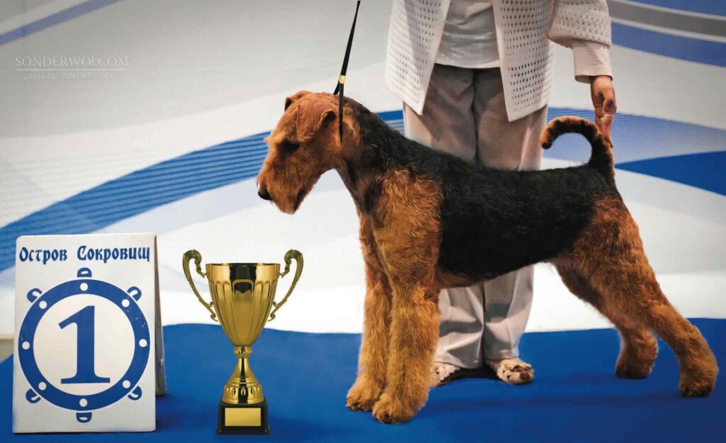 dogs-kennel-vasty-erdelterer-kupit-buy-puppy